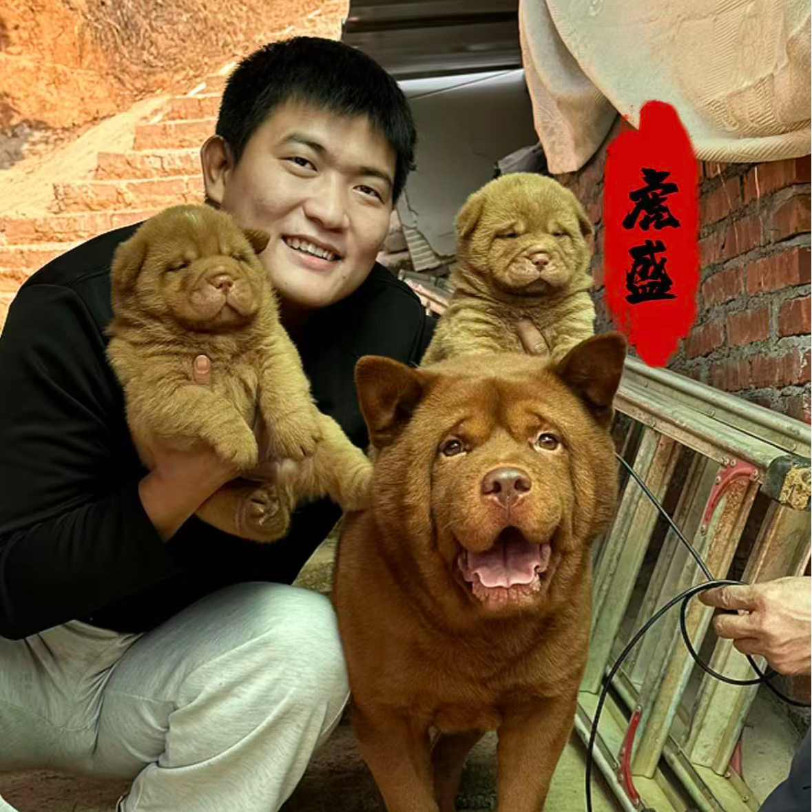 虎盛中华田园犬五黑五红宠物狗狗活体