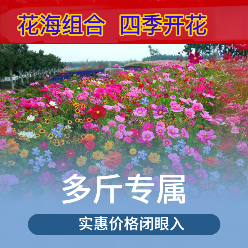 【多斤专享】耐寒北方野花组合花海好播种格桑花种籽太阳花四季开花
