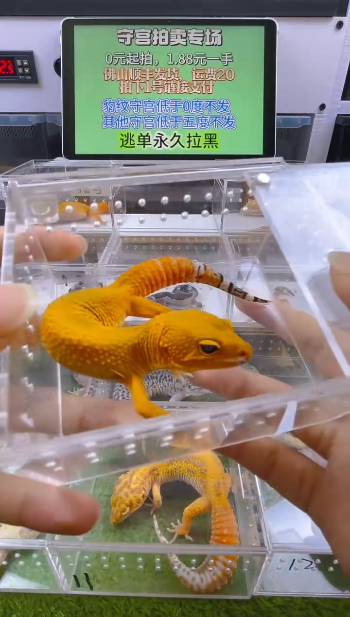 豹纹守宫守宫可爱温顺迷人好看