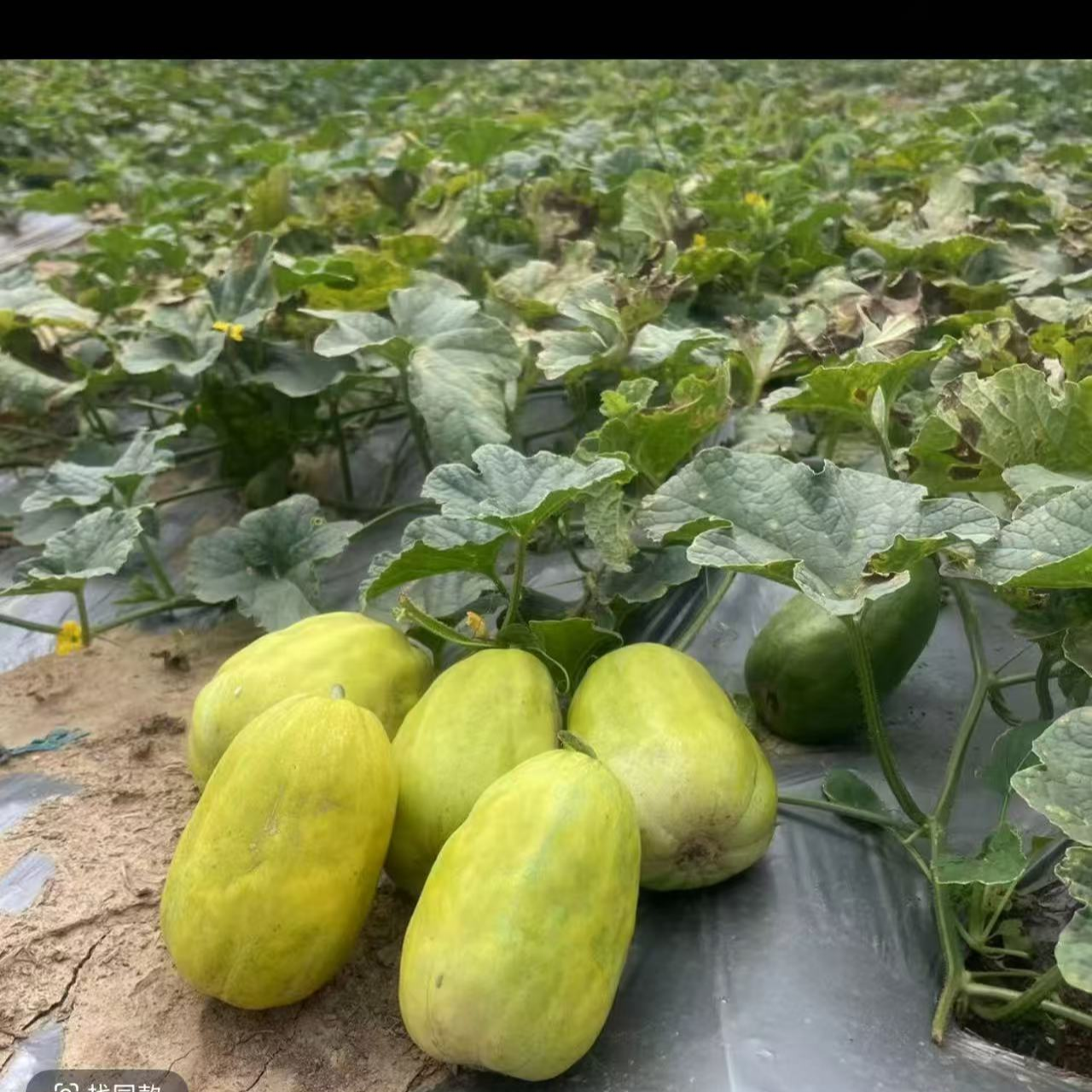 农家老品种土香瓜露天种植小时候的味道