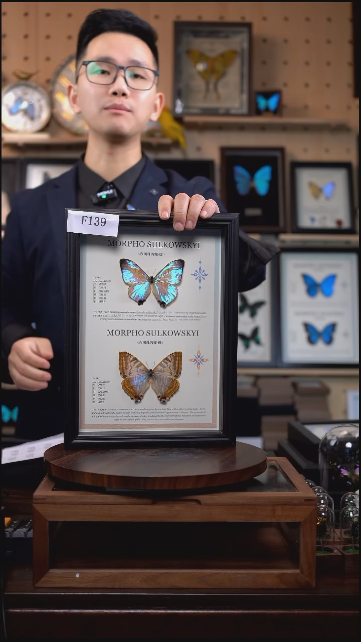 夜明珠闪蝶雌雄组合f139