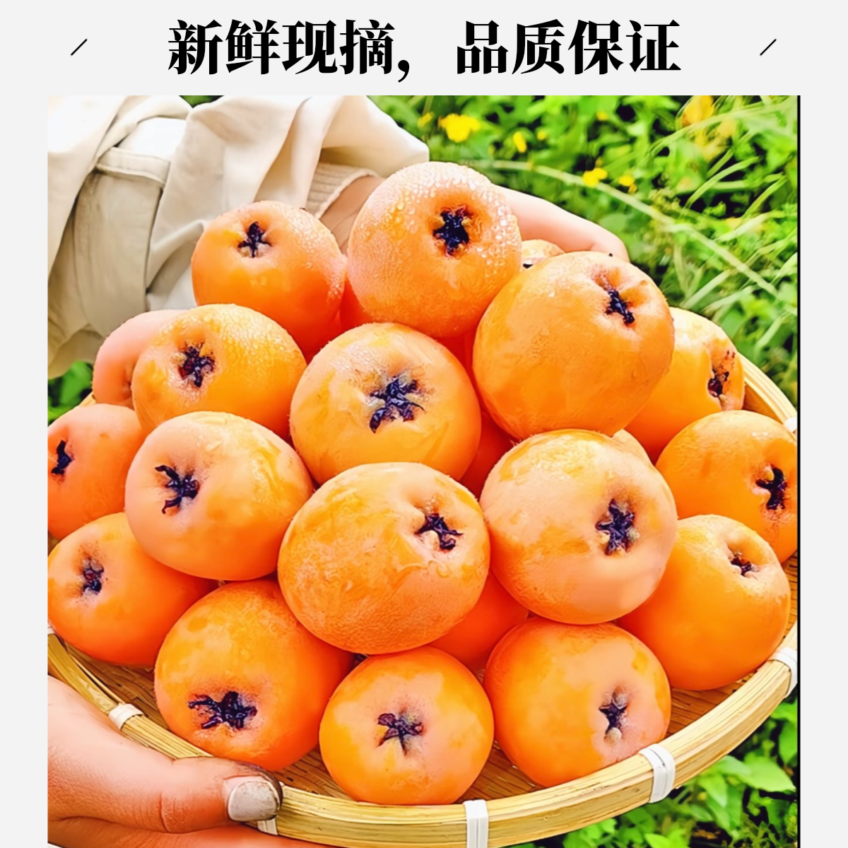 新鲜枇杷 特大果 2斤装 顺丰运输