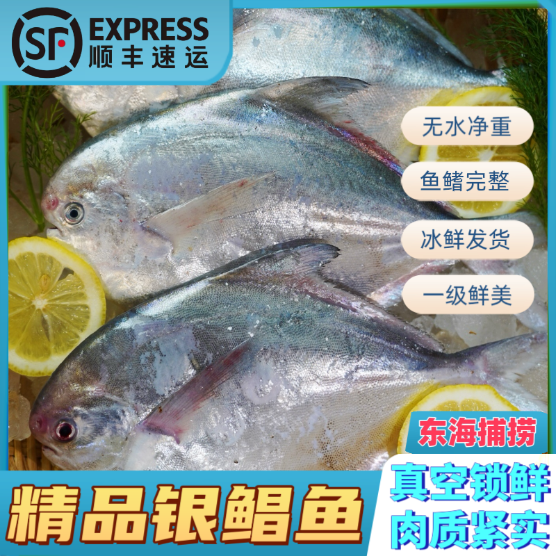 【阿强专属】东海三宝银鲳鱼 香煎清蒸葱油嘎嘎好吃！肉质细腻蒜瓣肉