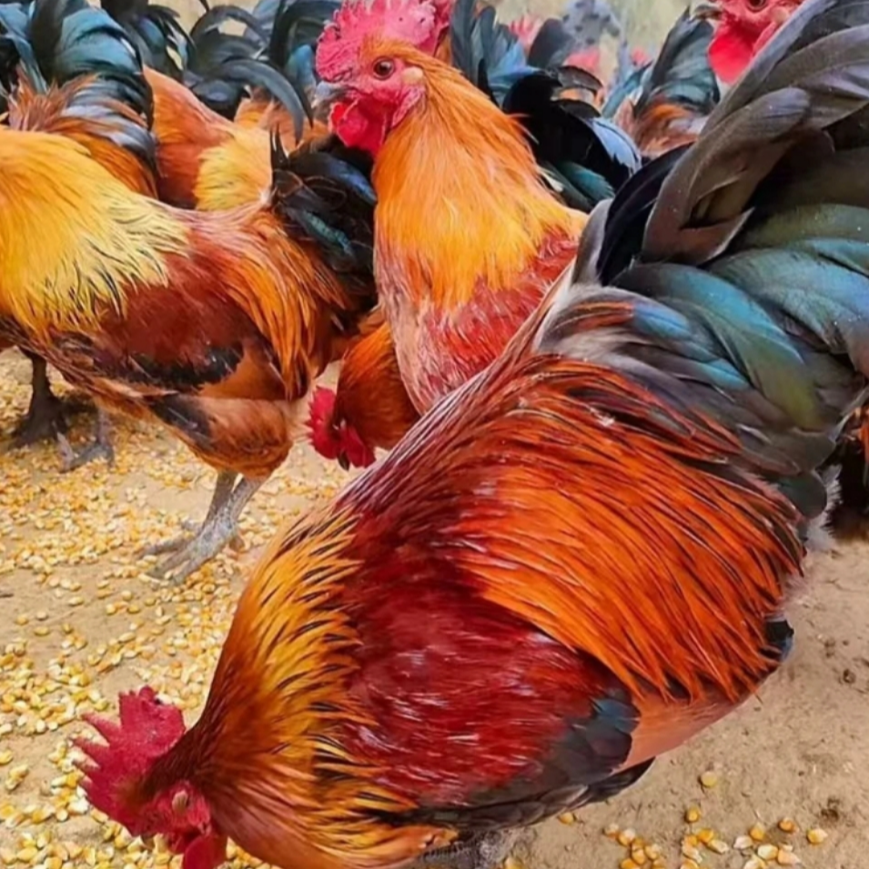 红玉土鸡宠物鸡15只（包邮）