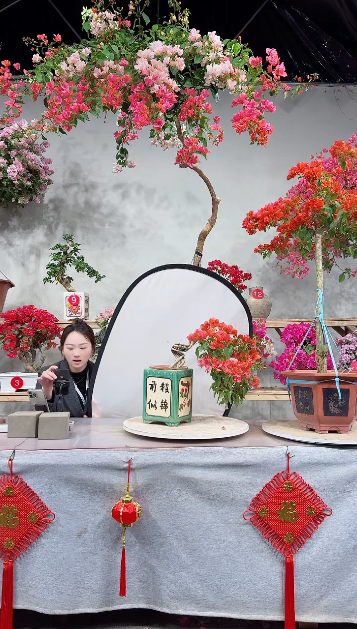 【闪购商品】盆景阿奴娜