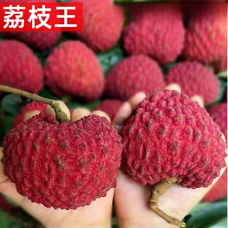 【空运】【正宗永兴】海南永兴火山口荔枝王产地直发现摘现发爆甜多汁