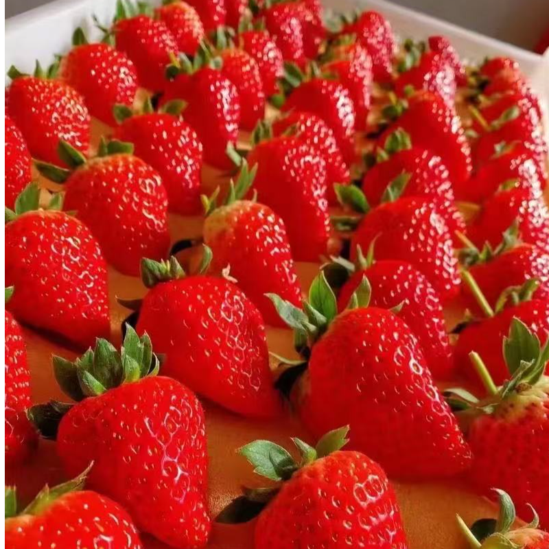 顺丰包邮山东本地草莓香野甜宝白色奶油冰激凌草莓