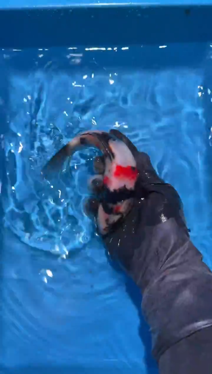 锦鲤血统锦鲤 血统保证