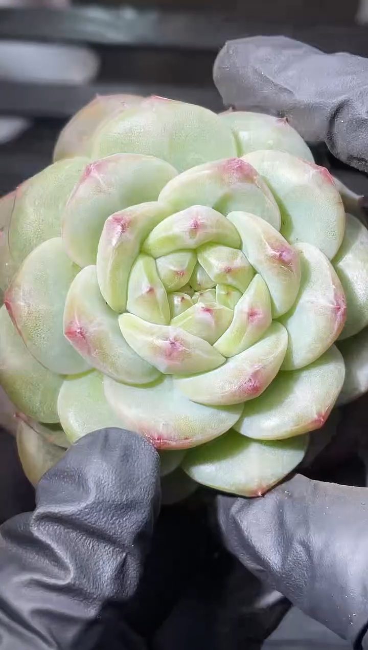 21-52 花朵鸿蒙6-7厘米量拍发一颗