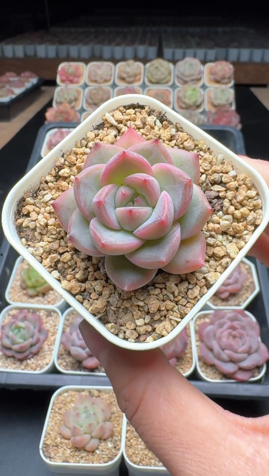 【闪购商品】860号一物一拍珍妮多肉花卉植物3颗起发