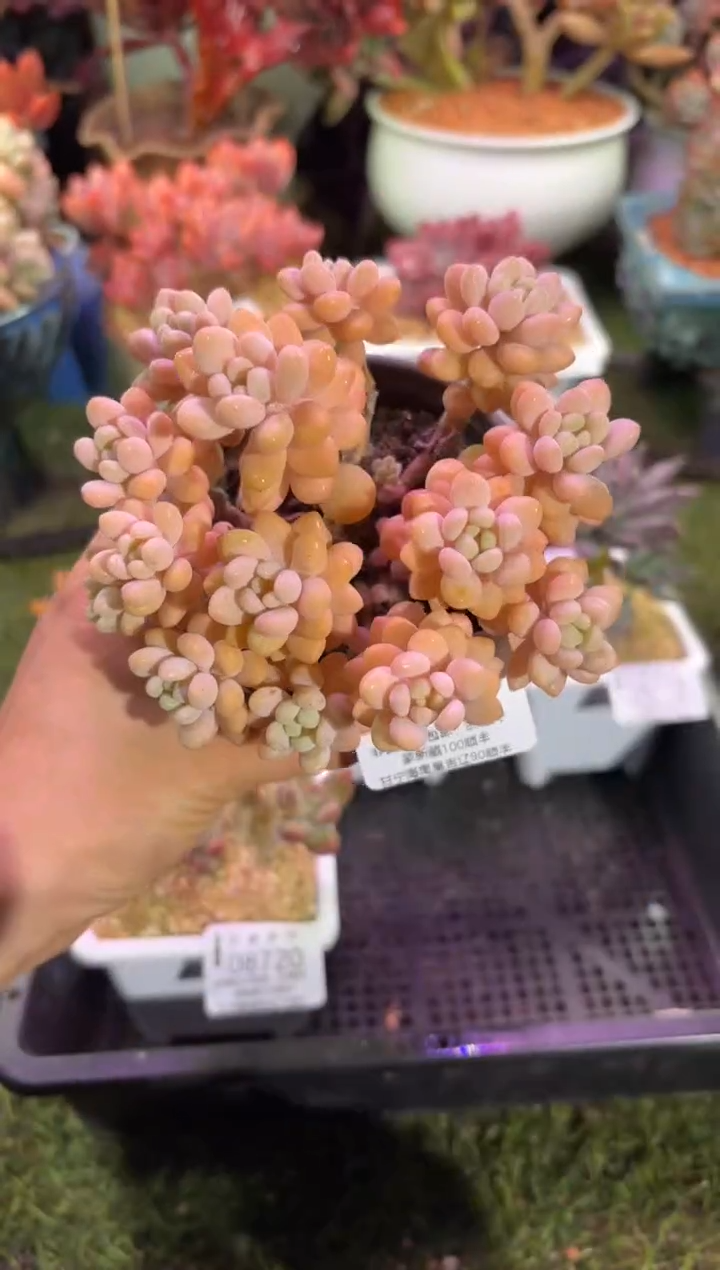 【闪购商品】08721