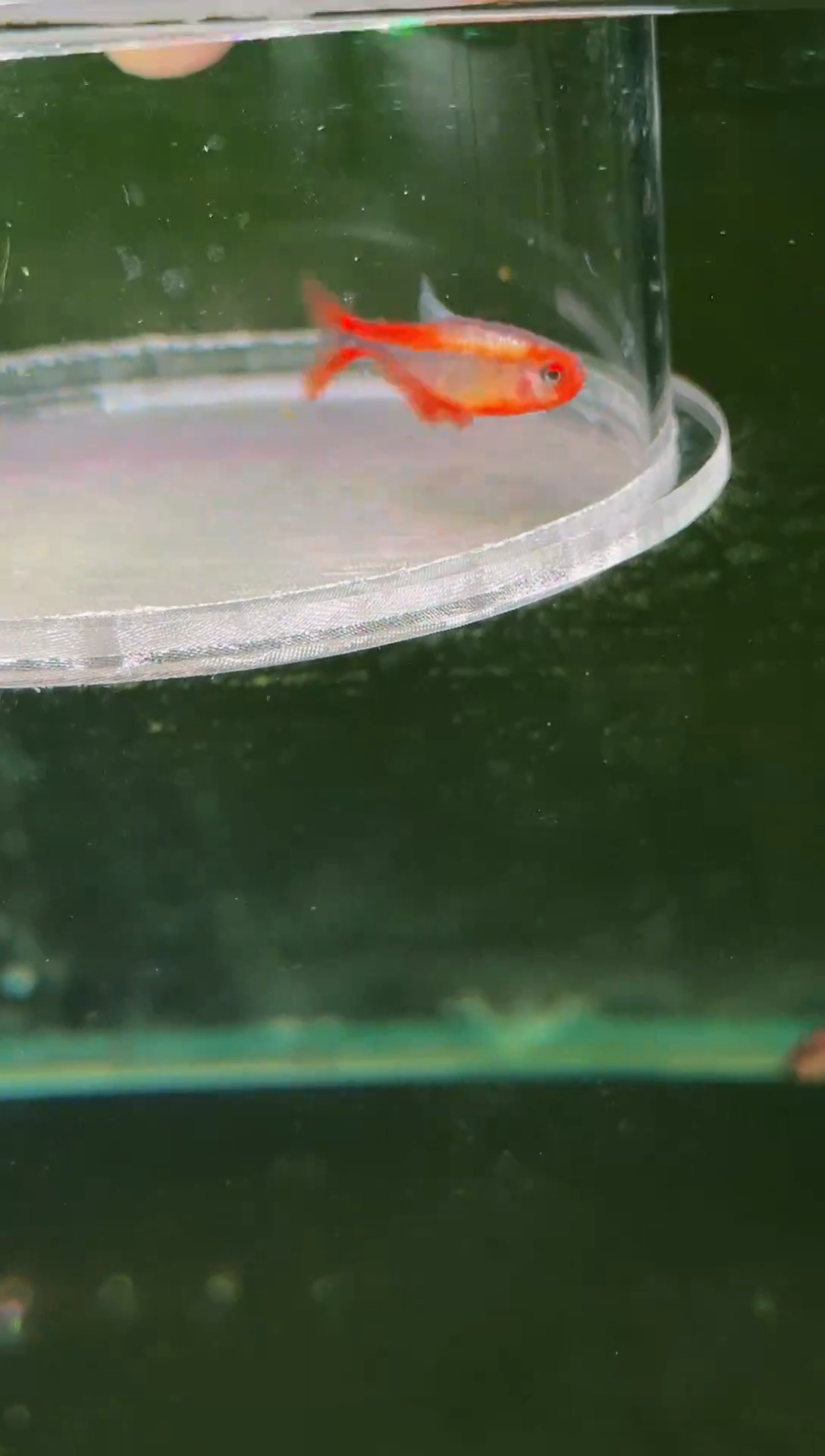 灯科鱼内金红HY*1（有黑点、黑色素多）