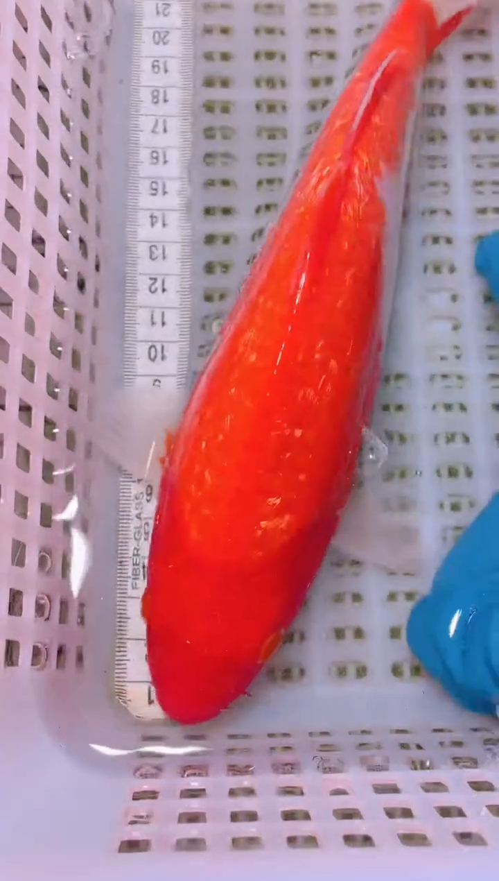 锦鲤冷水观赏鱼全场包邮217