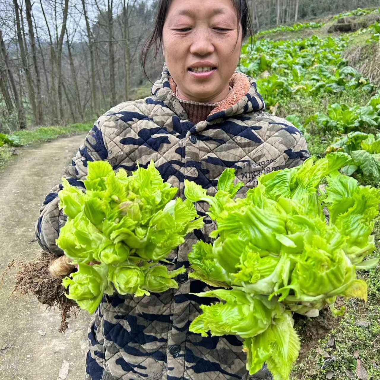 四川高山农家儿菜现砍现发