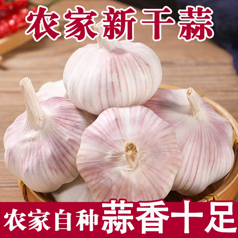 河南杞县农家自种2025年新干蒜自然晾晒大蒜头产地直发可腌腊八蒜