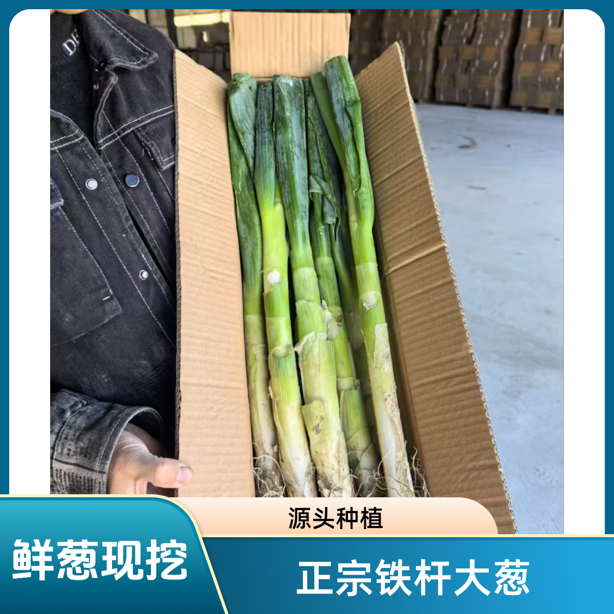 铁杆大葱2025年精品大葱新鲜大葱种植现挖现发毛葱源头场地直发