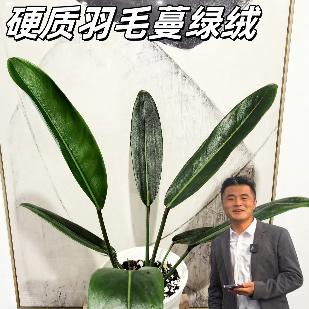 【热植馆】硬质羽毛蔓绿绒热带植物绿植花卉植物室内植物ins风绿植