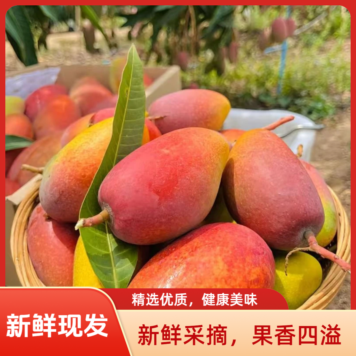 【产地甄选】正宗海南贵妃芒果当季新鲜热带香甜5斤/9斤云南发货