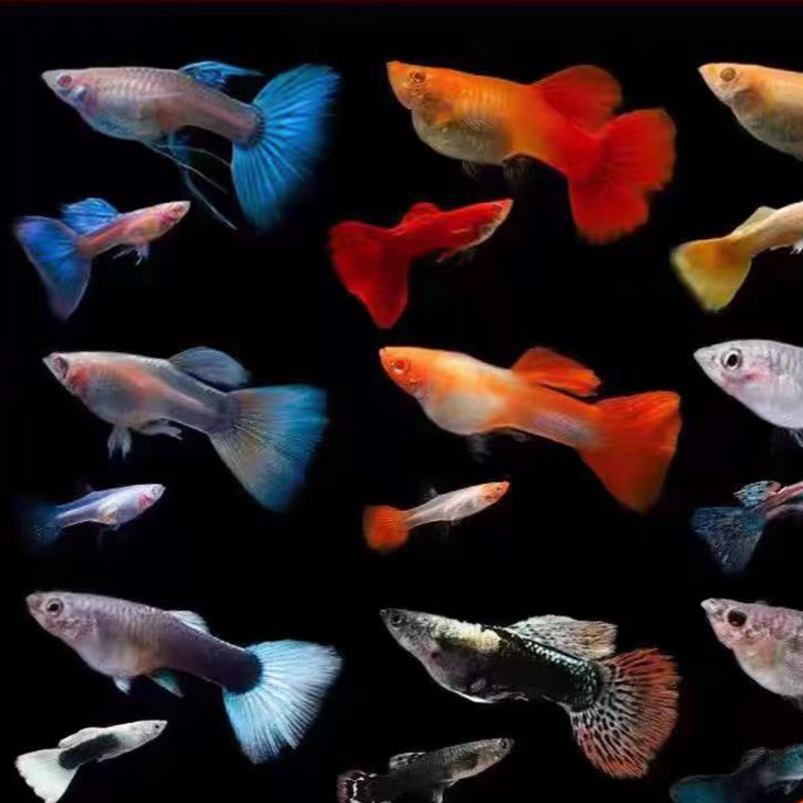 【深海熔岩】精品开播福利8条+2条备损易繁殖好养耐活观赏鱼孔雀鱼