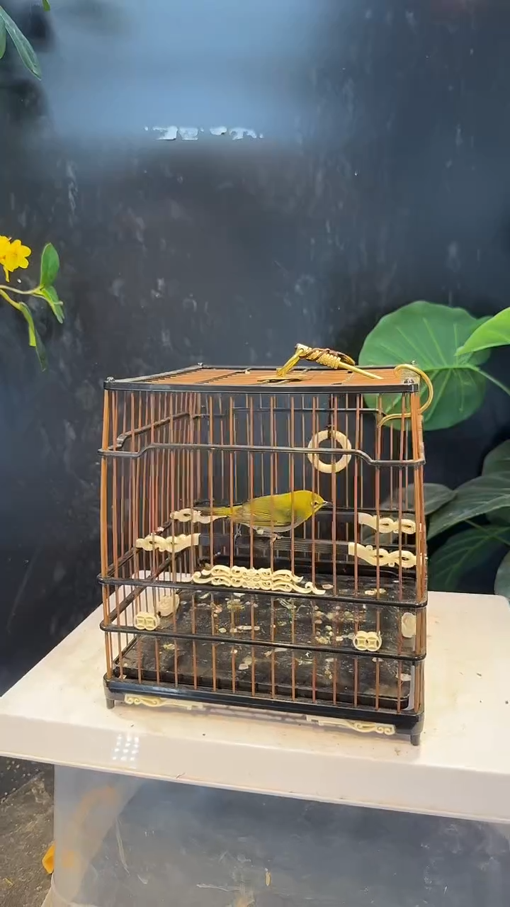 19号   绣眼养笼1元起拍