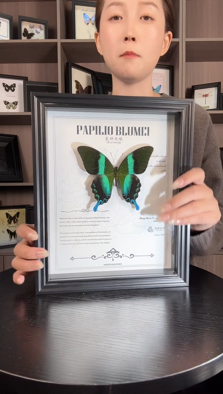 实木竖款爱神凤蝶（蝴蝶装饰画A4框）