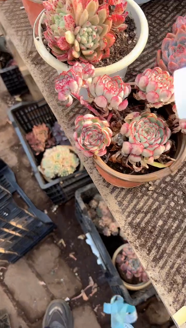 达**?多肉植物一物一拍27288