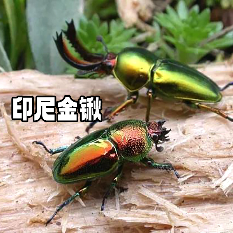 印尼金锹甲虫宠物活体成虫幼虫好养活温顺适合科普观赏宠物