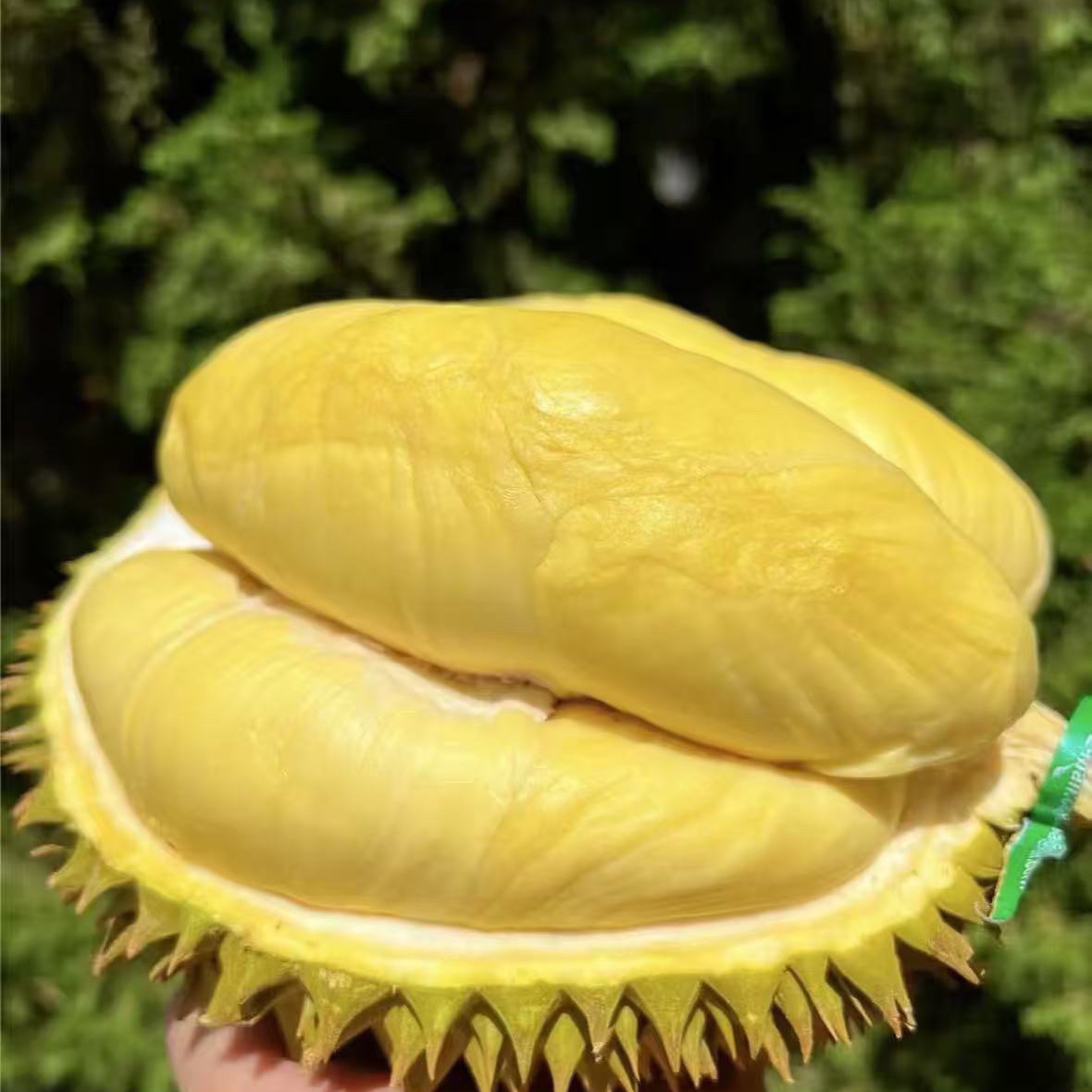 Z【一物一拍】泰国金枕鲜榴莲干包黄肉核小3斤起运输10%干耗