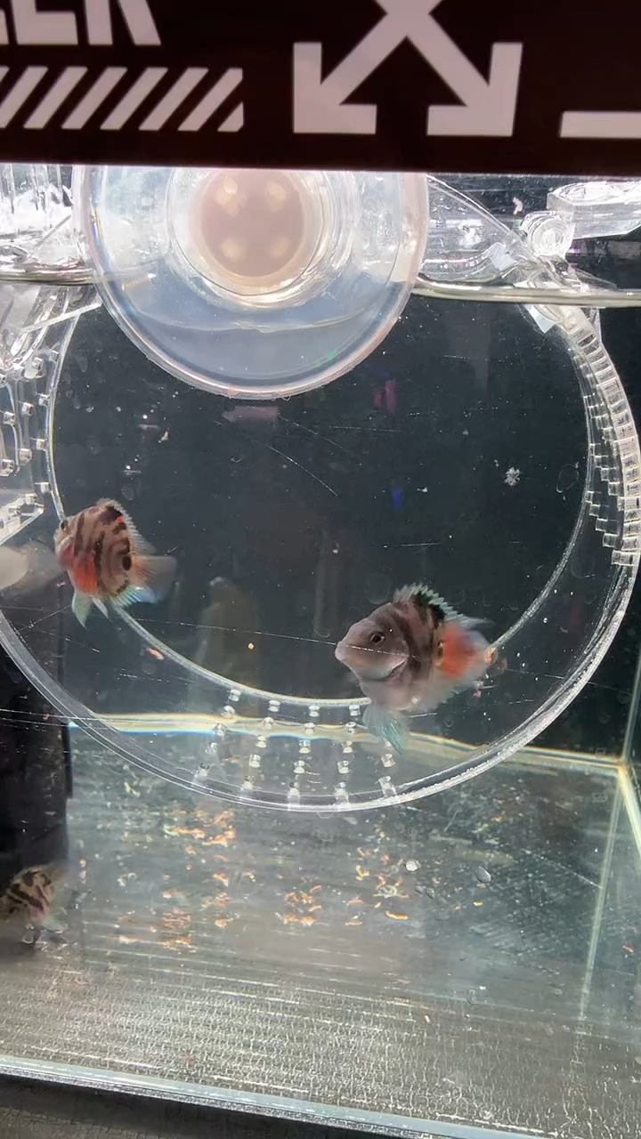 鹦鹉鱼123132123121212