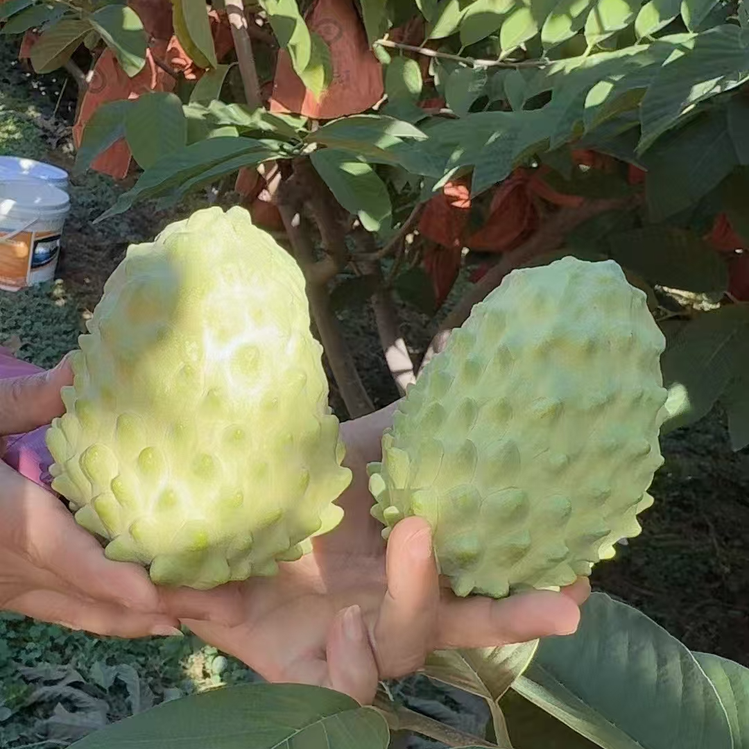 【果王礼盒6个装】释迦果云南第五代凤梨释迦果番荔枝当季热水果