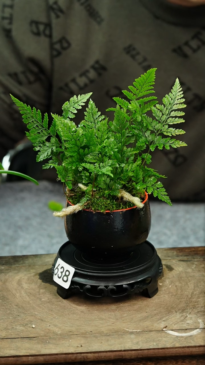 【闪购商品】苔藓微景观638号