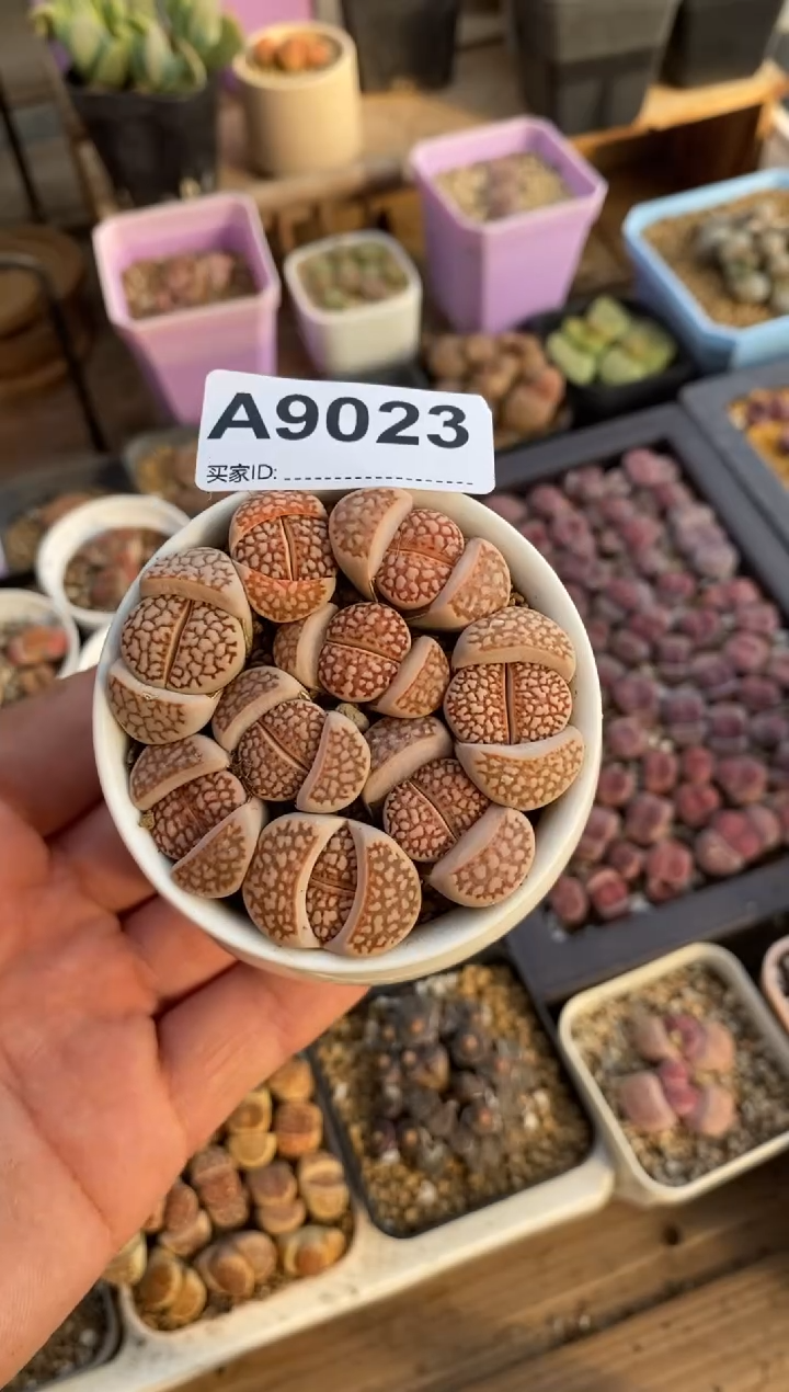 【闪购商品】9023直播一物一拍