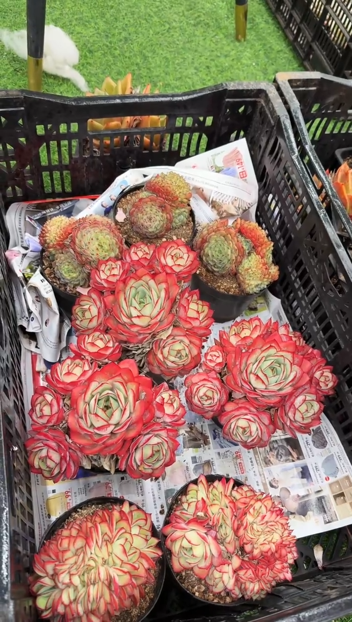 120#牡丹亭群无砍（13-15cm）脱土