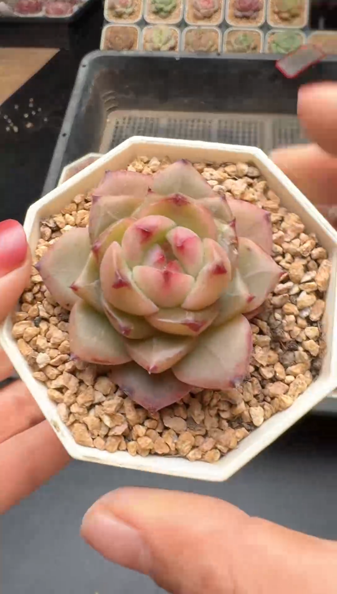 【闪购商品】653号 珍妮杂交多肉 花卉植物