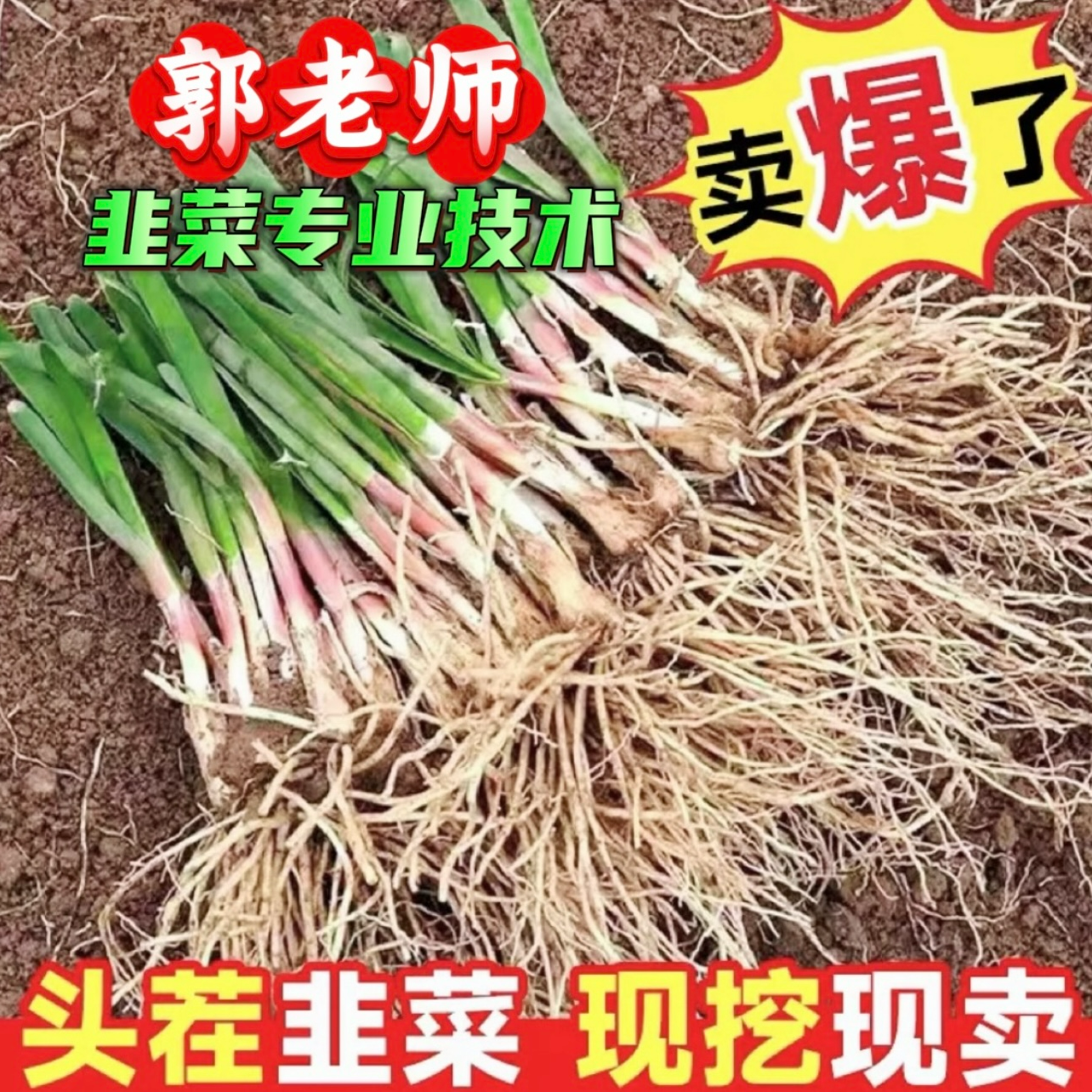 普通快递包邮【郭老师韭菜根】新品新苗中叶韭菜新根盆栽自育种苗