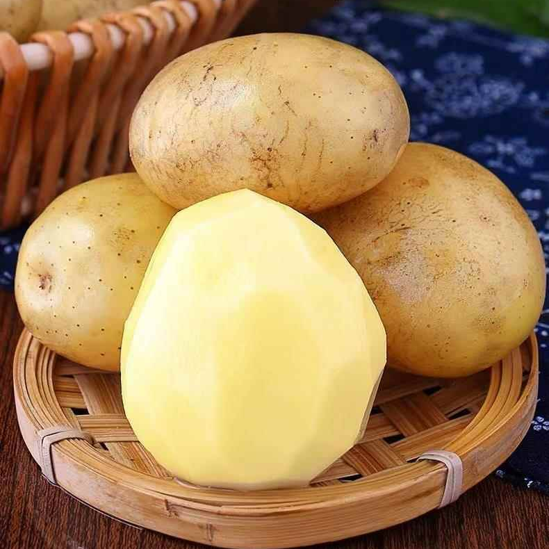 【红锦哥】贵州威宁高山黄心老品种洋芋（土豆）9斤