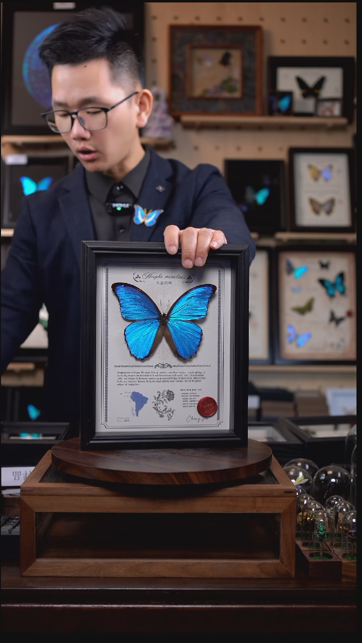 大蓝闪蝶豪华版10寸欧式框（带证书）
