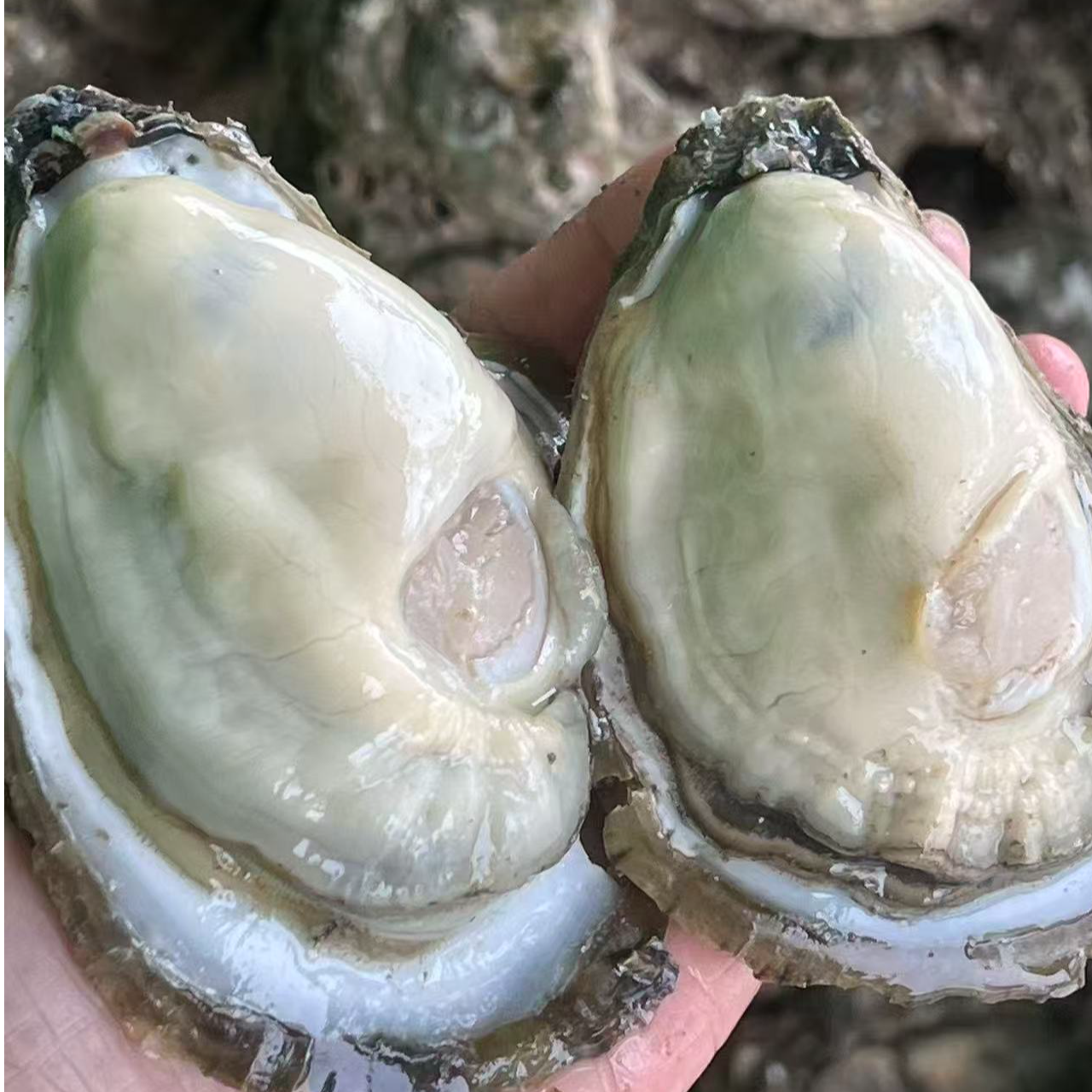 台山生蚝中大蚝肉一斤14-18只 当天开当天发 鲜甜爽脆 无渣不缩水