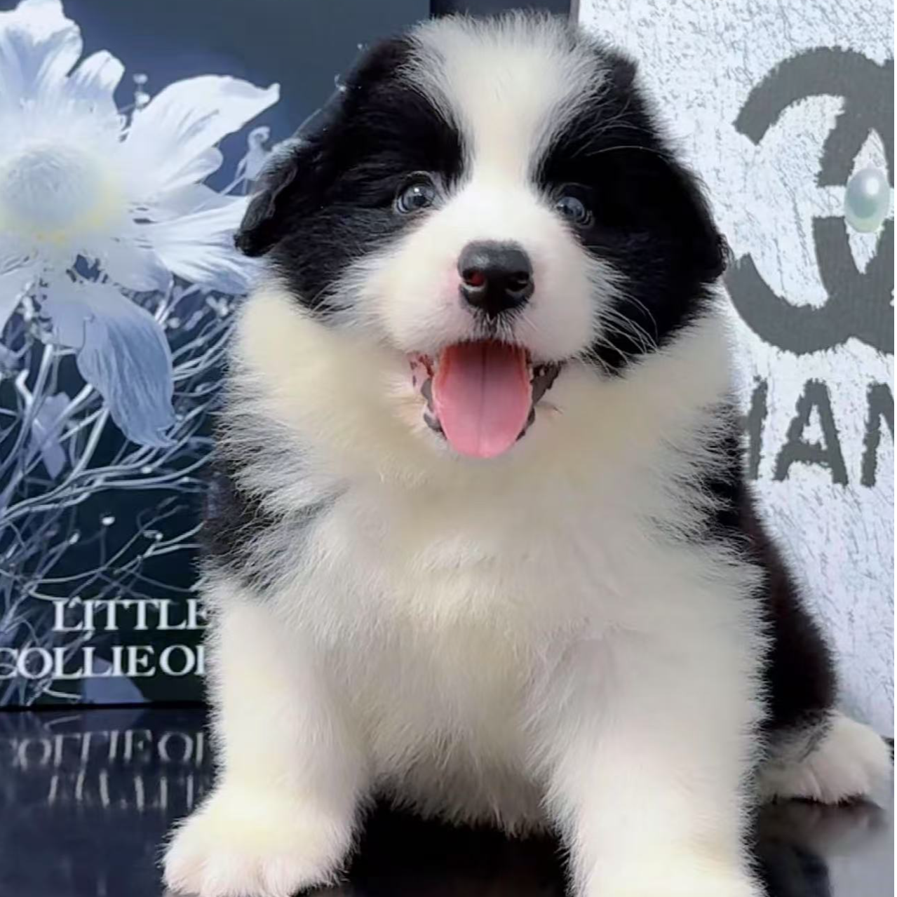 【SVNSCOMG】莱喜家边牧幼犬狗狗活体边境牧羊犬聪明中型宠物（超甜）