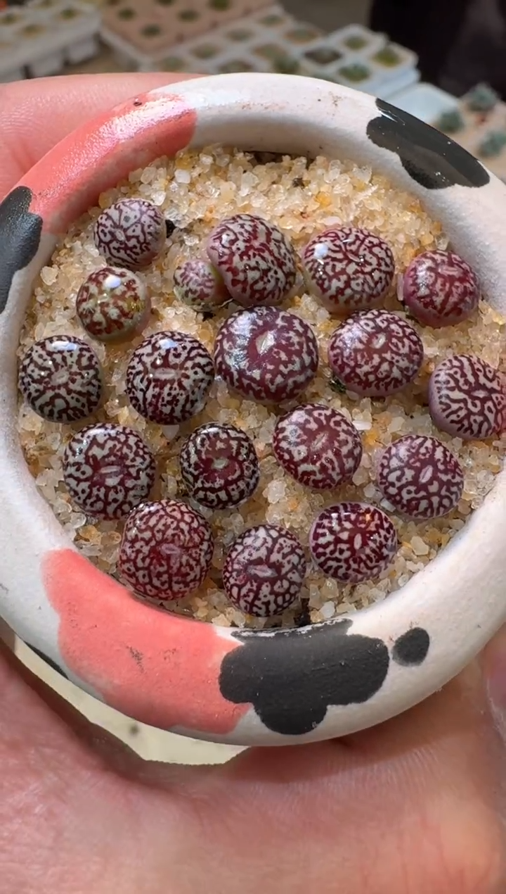 225多肉植物肉锥唐草墨小锥一颗