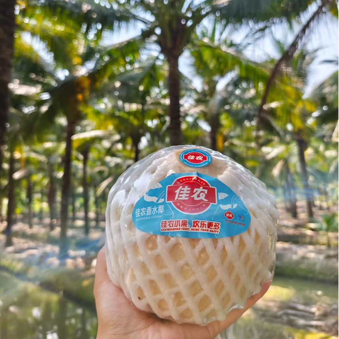 佳农椰青 2个装 顺丰包邮