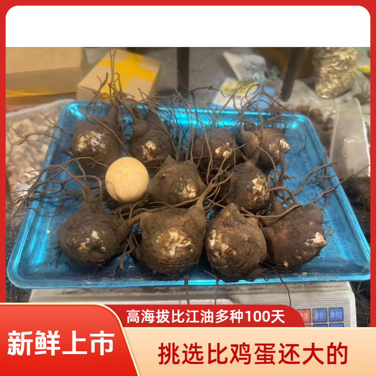 小卢专卖新鲜高海拔付子