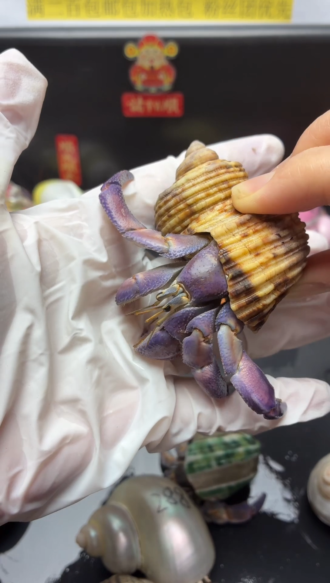 1号福利 绝绝子残联 通体紫粉