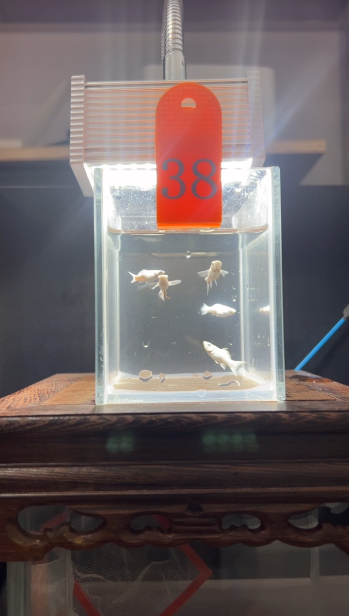 孔雀鱼瓷白玛丽编号38