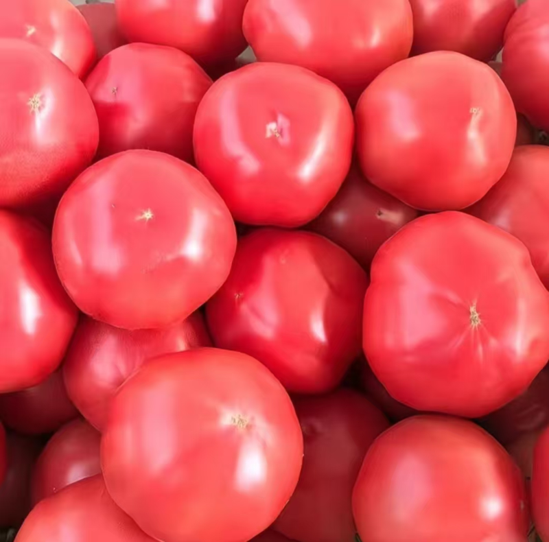 西红柿 500g±20g/份