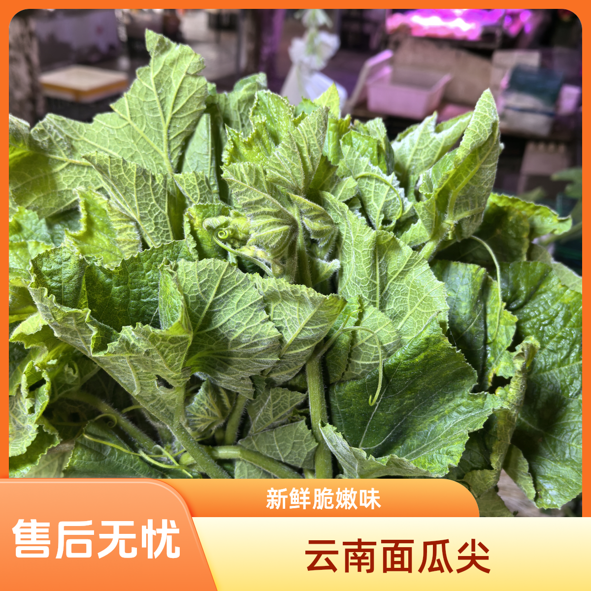 空运云南现摘面瓜尖南瓜尖苦瓜