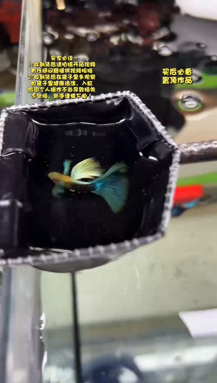 孔雀鱼无怨孔雀鱼