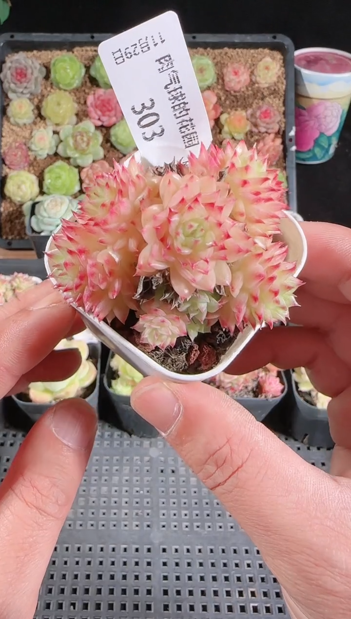 多肉1129-303群生不包整