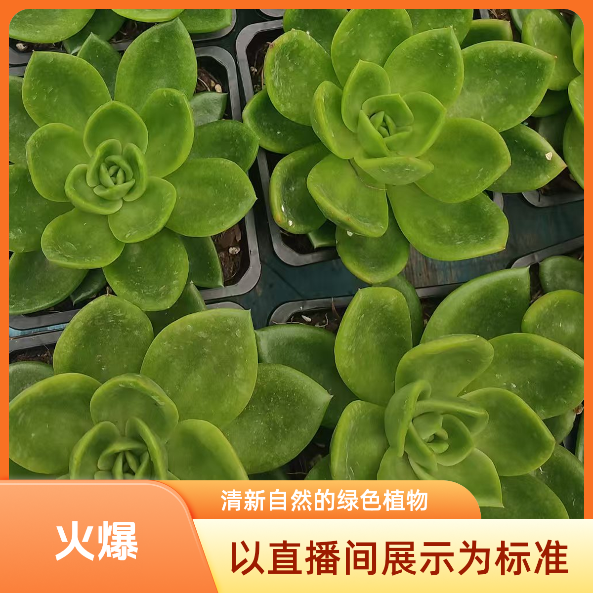翠花多肉（九点九元包邮）以直播间展示为标准                    