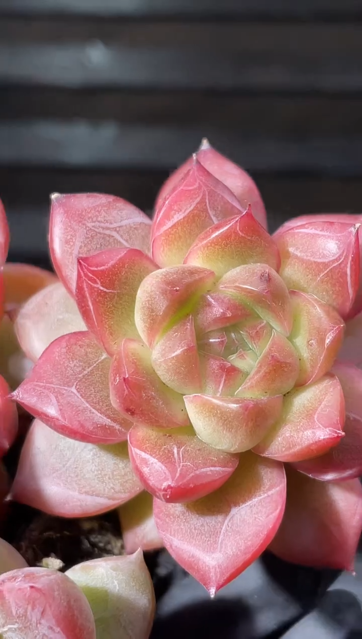 28-46 虚空宝石3-4厘米量拍发一颗